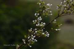 Spermadictyon suaveolens